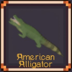American Alligator