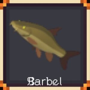 Barbel