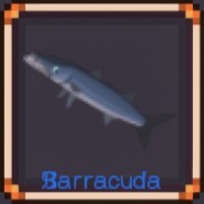 Barracuda