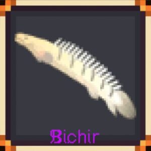 Bichir