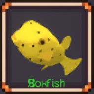 Boxfish