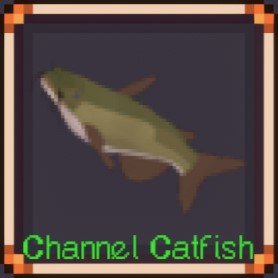 Channel Catfish
