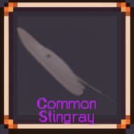 Common Stingray