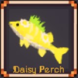Daisy Perch