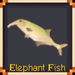 Elephant Fish