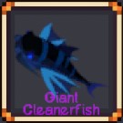 Giant Cleanerfish