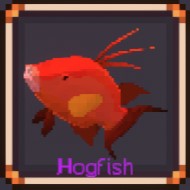 Hogfish