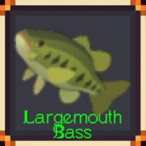 Largemouth Bass