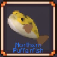 Northern Pufferfish