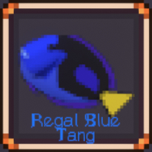 Regal Blue Tang