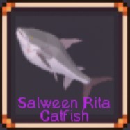 Salween Rita Catfish