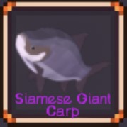 Siamese Giant Carp
