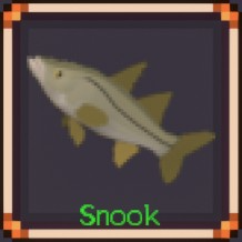 Snook