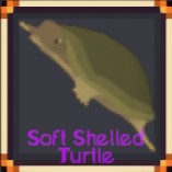 Soft Shelled Turtle