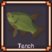 Tench