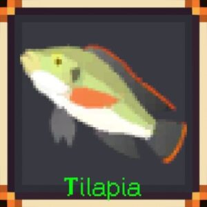 Tilapia