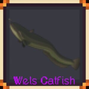 Wels Catfish