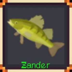 Zander